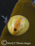 blue rayed limpet