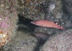Cuckoo wrasse - female