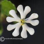 White campion