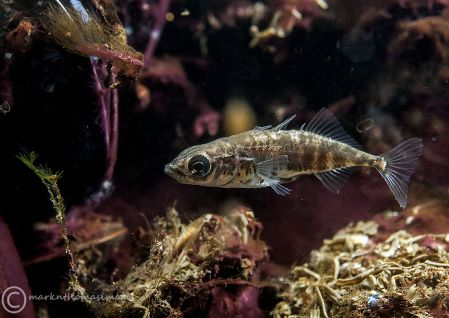 Three-spined Stickleback