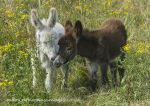 Donkey foals