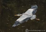 Grey Heron Flight 4