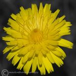 false dandelion