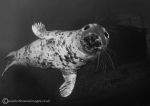 Seal pup b&w
