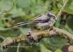 Long-tailed Tit