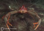 Long-clawed squat lobster