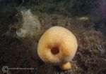 Sea orange sponge