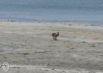 Irish hare on beach