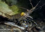 Common prawn