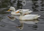 White Ducks