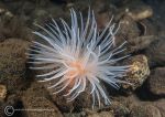 Sea loch anemone