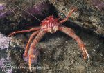 Long-clawed squat lobster