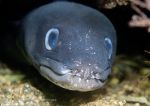 Conger eel