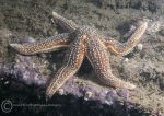 Common starfish