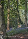 Bluebell path 3