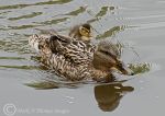 Mallard & Duckling