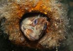 Tompot blenny