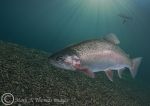 Sunburst Trout