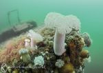 Plumose anemones - the trawler,SDW