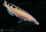 Cuckoo wrasse - female