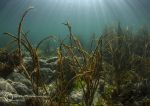 Anchor Bay seaweeds 6