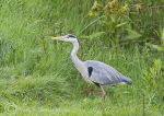 Grey Heron