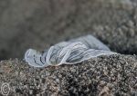 Candy-stripe Flatworm