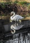 Mute swan reflection