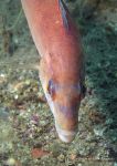 Cuckoo wrasse - female