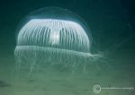 Hydromedusa