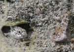 Gobies