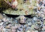Goby - Pomatoschistus spp.