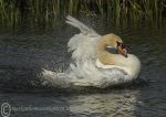 Mute Swan - 05/2017