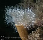 Plumose anemone