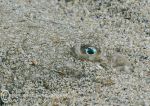 Plaice in the Sand