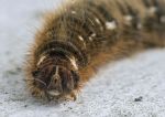 Oak Eggar Moth - caterpillar