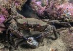 Velvet-swimming crab