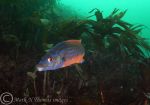 cuckoo wrasse