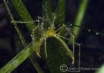 long-legged spider crab