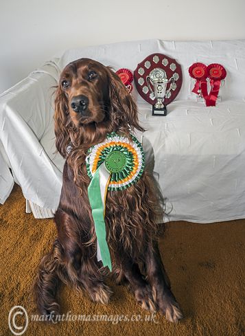 Claddaghduff Show Champion 2013