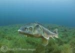 Russian sturgeon