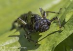 Emperor Dragonfly Nymph