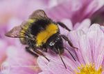 Buff-tailed Bumblebee