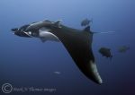 Giant Manta