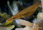 Fifteen-spined stickleback ? pregnant