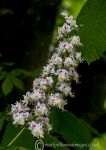 Horse chestnut blossom