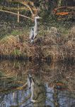 Grey Heron - riverbank 1