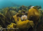 Seaweeds & snakelocks anemone