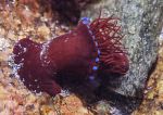 Beadlet anemone - side view