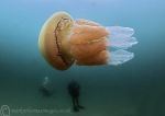 Barrel jellyfish